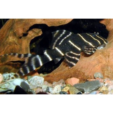 Panaque sp. Peru Striped