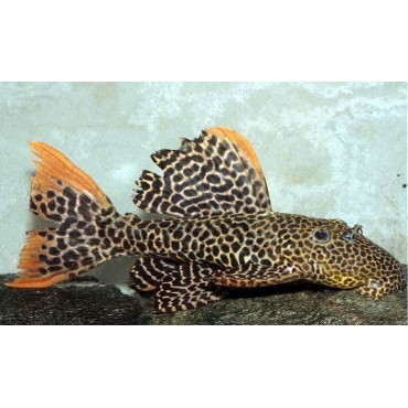 Pseudacanthicus sp. Leopard
