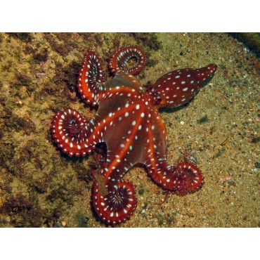 Octopus macropus