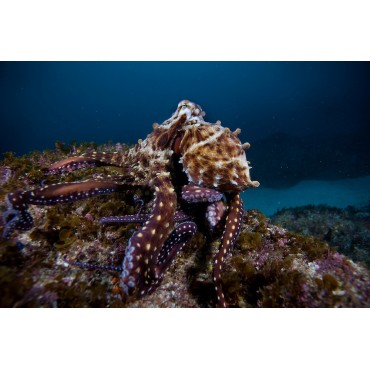 Octopus sp. Reef 