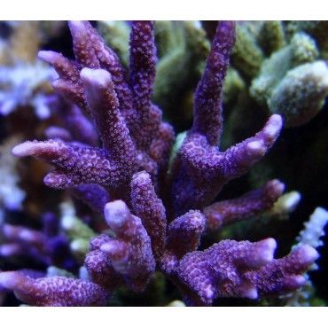 Montipora sp. Digitata Purple