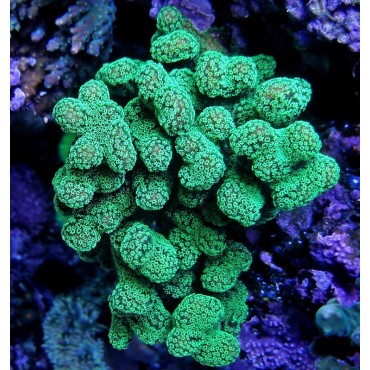 Stylophora pistillata green polyp