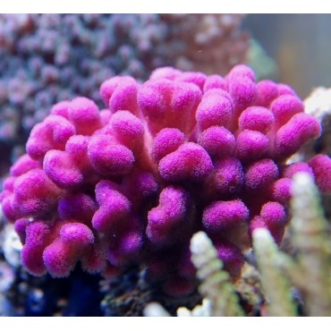 Stylophora pistillata pink