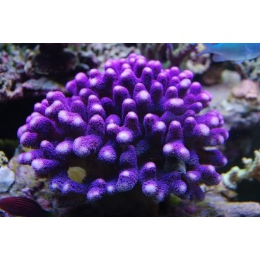 Stylophora pistillata purple polyp Milka