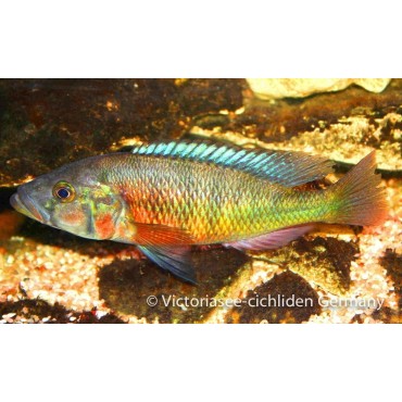 Harpagochromis spec. orange Rock Hunter